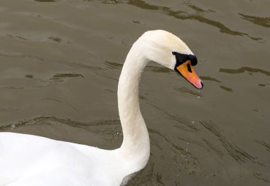 bir nehirde yüzen bir uzun ince boyun yakın çekimler ile beyaz kuğu
