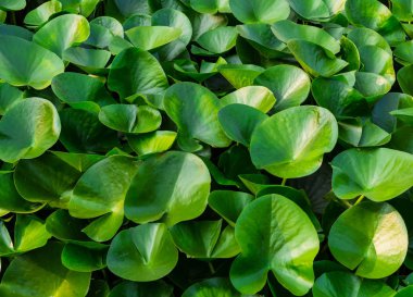 wide smooth green lotus leaf pattern plant plant lake background eco green clipart