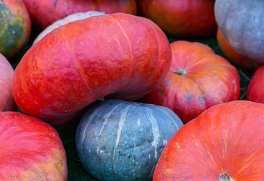 Turuncu Gri küçük çiftçi arka plan sonbaharda hasat sembolü yakın üzerinde düz kabak