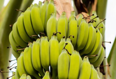 demet yeşil muz olgunlaşmamış yetişen hurma ağacı yakın çekim, meyve bitki çim üzerinde