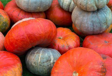 hasat yığını sonbaharda hasat turuncu yeşil düz kabak kontrast sembolü