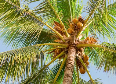 uzun palmiye ağacı Hindistan cevizi yaprakları mavi gökyüzüne karşı uzun dallar ile