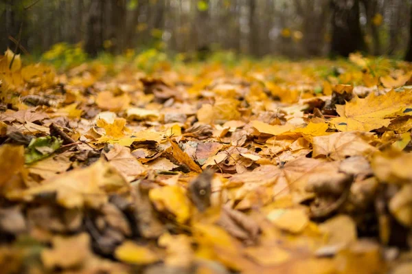 干树叶黄棕枫落下背景秋季特写 — 图库照片
