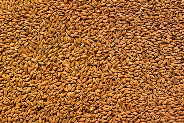 粒大麦 麦芽成分ベース料理ビール 跳ね黄金色の木目のテクスチャを背景します — ストック写真