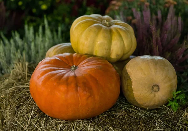 Harvest Pumpkins Beige Straw Background Garden Plant Autumn Still Life — Stock Photo, Image