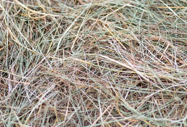干し草草乾燥グリーン ライト ベージュ背景自然エコ パターン — ストック写真