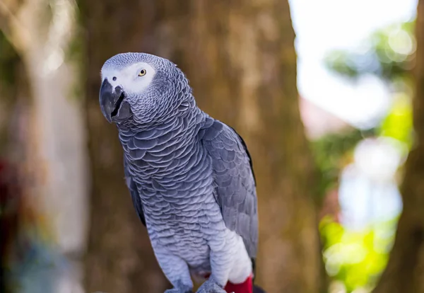 Серый Большой Попугай Африканский Красным Хвостом Размытом Фоне Дерева — стоковое фото