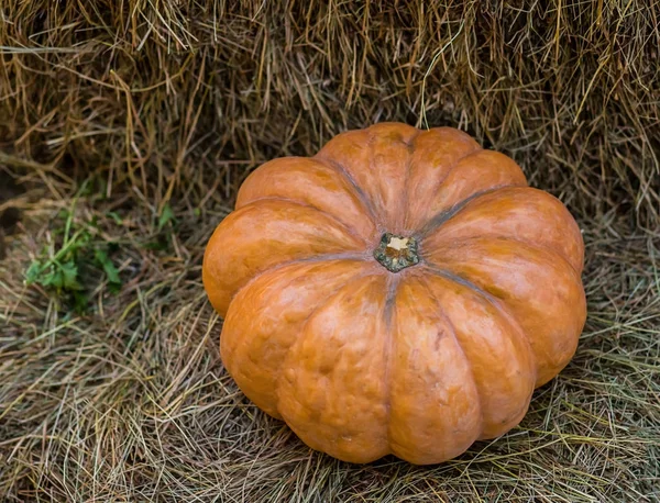 Calabaza Naranja Simétrico Acanalado Primer Plano Símbolo Cosecha Sobre Fondo —  Fotos de Stock