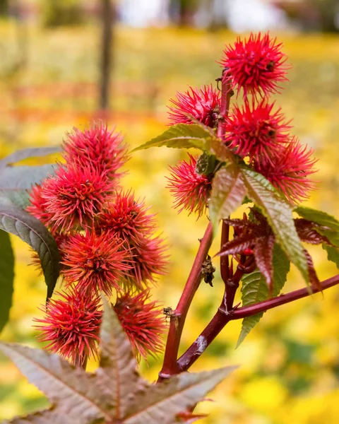 Ricinus Burgundy Röd Närbild Spetsiga Frukt Med Fyllig Blad — Stockfoto