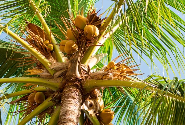 Hög Palmträd Med Frukter Kokos Nötter Bakgrund Blå Ljus Himmel — Stockfoto