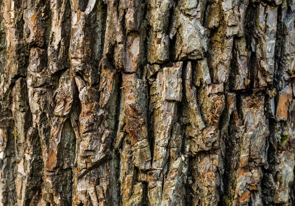 Textura Madeira Fundo Abstrato Convexo Padrão Ecológico Natural Tronco Árvore — Fotografia de Stock