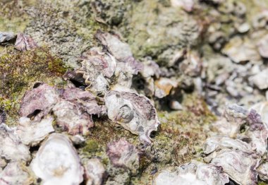 çok renkli mantar, deniz kabuğu, bir eski güdük üzerinde büyüyen kıvrımları benzer