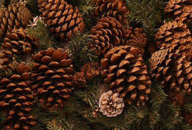Festival kış arka plan tek parça kahverengi koni arka plan Ladin şube, Noel ve yılbaşı dekorasyon