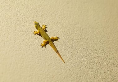 Genç yeşil kertenkele çevik sakini küçük sarı bir duvar taş zemin üzerine Tay fauna