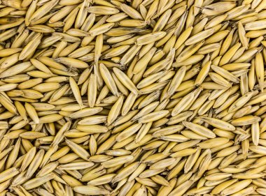 arka plan doğal tohum çavdar, temel, açık bej bira madde birçok tahıl desen.