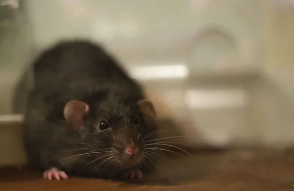 Grote Rat Zwarte Nerts Met Donkere Ogen Een Houten Ondergrond — Stockfoto