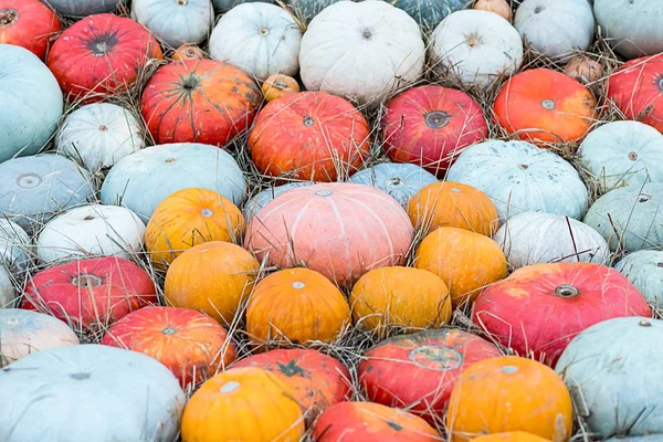 Barevné Dýně Největší Malé Červené Oranžové Zelené Mnoho Ovoce Podzim — Stock fotografie