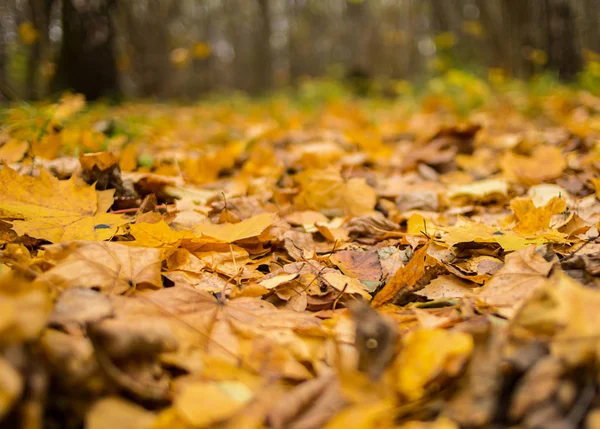 Wiele Suche Żółty Klon Liści Tło Flora Zbliżenie Jesienny Wzór — Zdjęcie stockowe