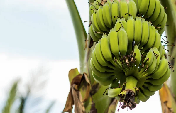 Muitos Ramo Banana Verde Close Uma Palmeira Planta Tropical Lanche — Fotografia de Stock