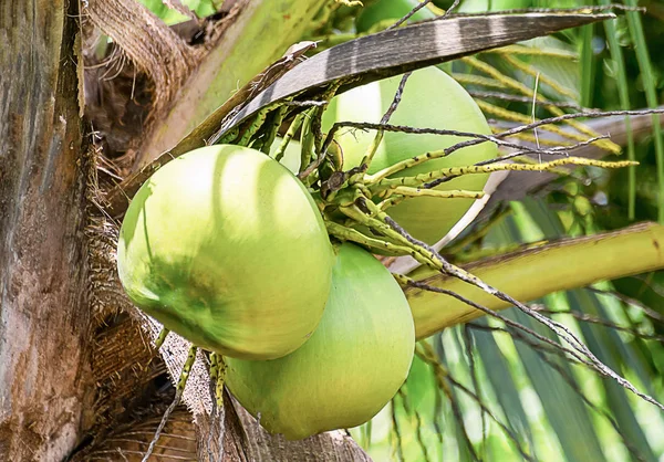 Três Grandes Frutos Verdes Inteiros Coco Palmeira Close Fundo Tronco — Fotografia de Stock