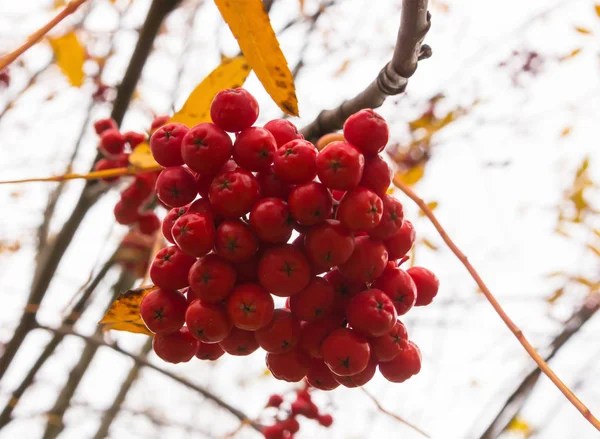 Brush Mountain Ash Set Red Berries Ripe Fruits Close Symbol — Stock Photo, Image