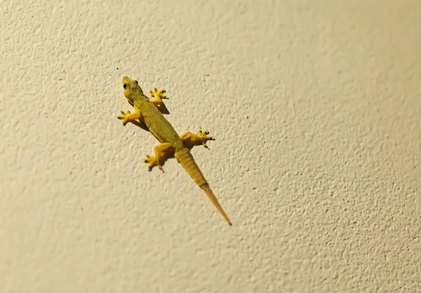 Genç yeşil kertenkele çevik sakini küçük sarı bir duvar taş zemin üzerine Tay fauna