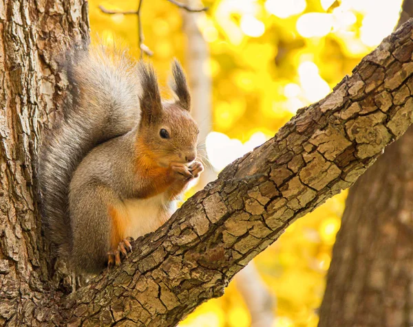 Large gray squirrel brown shiny coat with a fluffy tail sitting on a branch eats on a background autumn forest — Stock Photo, Image