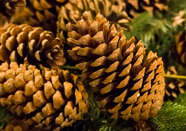 Brown cone close-up on a background of a green spruce branch clo — Stock Photo, Image