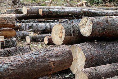 arkaplan kereste fabrikası katlanmış çam ağacı gövdesi yapım için biçilmiş orman deseni tasarımı.