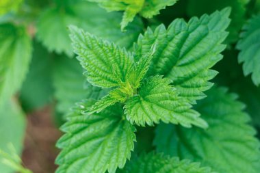 Nane yeşili yapraklar, yakından kokulu çimen kokusu, bitki örtüsü.