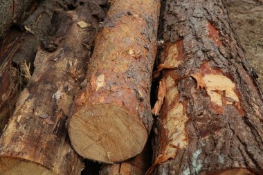 Kahverengi kabuklu çam sandıkları kereste fabrikasının arka planında