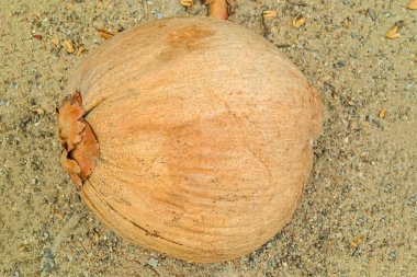 Hindistan cevizi kahverengisinin tamamı kumda yatıyor. Yakın plan tropik bitki.