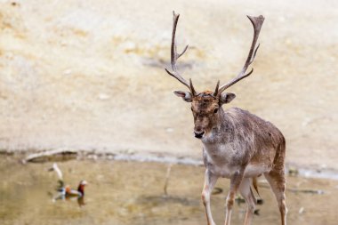 Büyük ve dallı boynuzları olan yetişkin gri geyik gölün bulanık arka planında yürüyor.