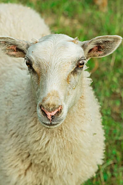 Портрет Пухнастої Білої Вівці Крупним Планом Стоїть Тлі Поля — стокове фото