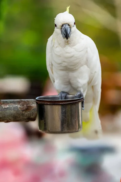 Papagaio Jovem Branco Senta Uma Manjedoura Ferro Retrato Pássaro Olha — Fotografia de Stock