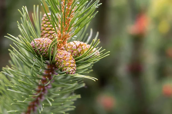 Zielone Pąki Gałązce Cedrowej Długimi Igłami Wystrój Flora Kopia Przestrzeń — Zdjęcie stockowe