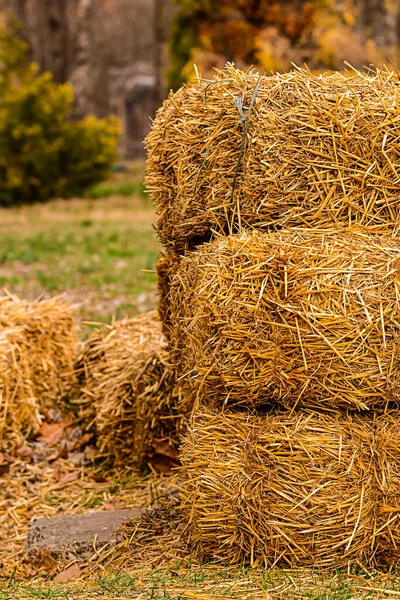 干草堆垂直堆放奶牛粮仓冬季农村设计 — 图库照片