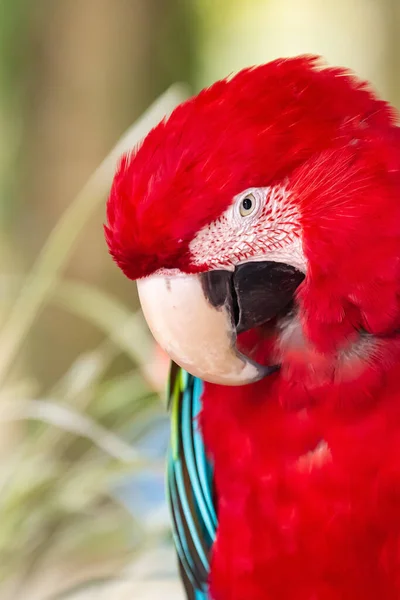 Красный Ара Ара Вертикальный Портрет Птицы Красивыми Крыльями Голубые Перья — стоковое фото