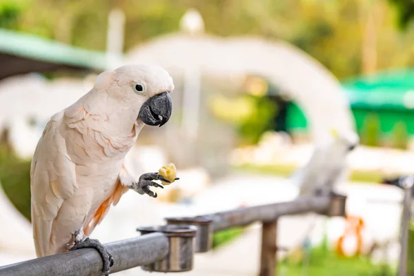 White Parrot Sits Perch Holding Fruit Its Paw Blurred Background — Stock Photo, Image