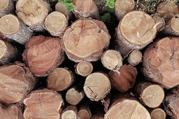 Yığılmış Kütüklerin Deseni Yerde Kesilmiş Sandıklar Ormandaki Eski Ağaçları Temizliyor — Stok fotoğraf