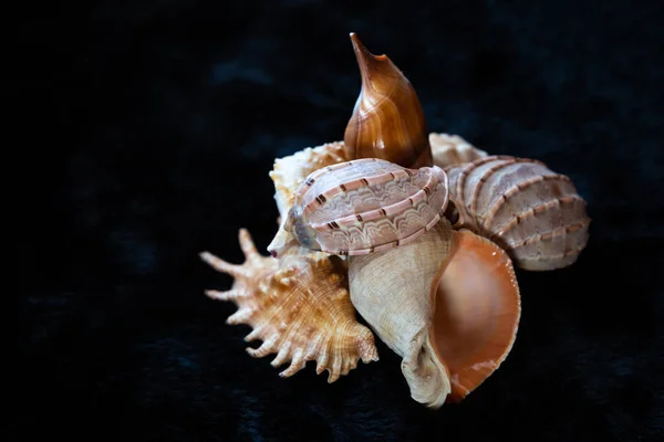 Sada Nautilus Mušlí Ostrými Trny Leží Černém Pozadí — Stock fotografie