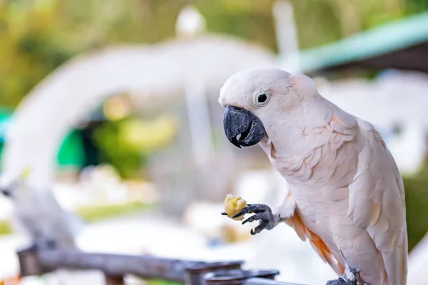 White Parrot Holds Yellow Fruit Its Paw Copy Space — Stock Photo, Image