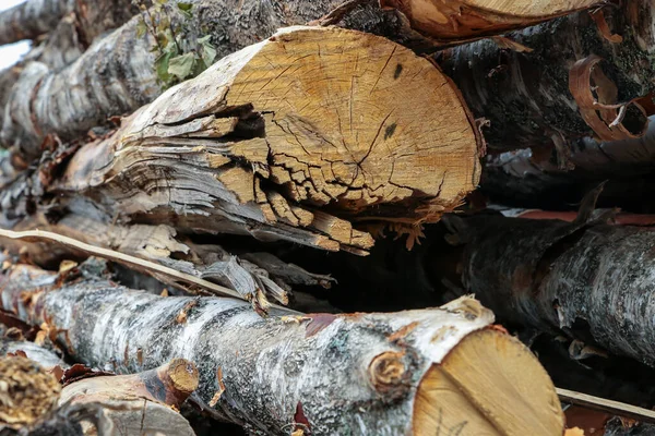 伐採されたログライトベージュの製材所パターンを持つ古い木の幹のスタック — ストック写真