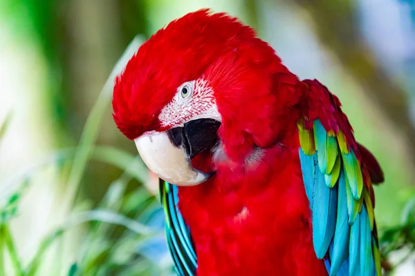 Papagaio Arara Vermelho Com Penas Coloridas Brilhantes Retrato Azul Verde — Fotografia de Stock