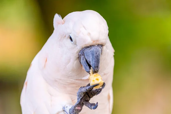 Papagaio Branco Senta Come Segura Sua Pata Pedaço Queijo Fundo — Fotografia de Stock