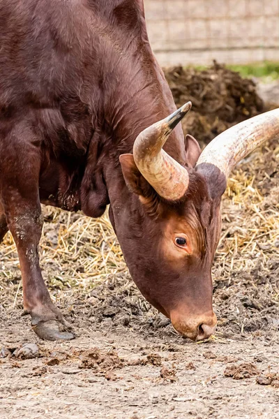 Vaca Marrom Pastam Com Grandes Chifres Watussi Brancos Close — Fotografia de Stock