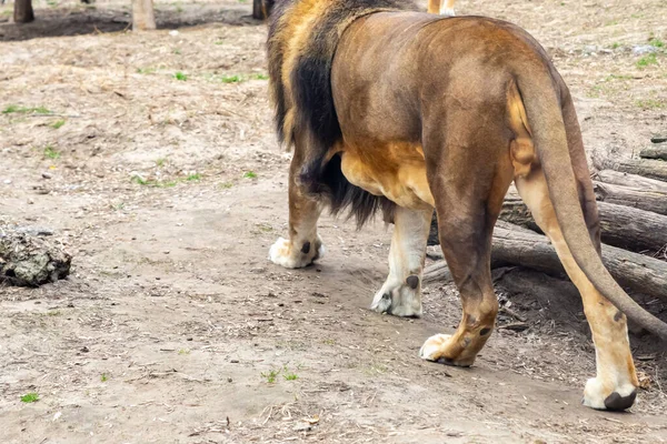 Gran León Joven Vista Trasera Caminando Por Suelo Base Del — Foto de Stock