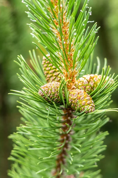 Groene Ceder Tak Met Lange Naalden Dennenappels Verticale Achtergrond — Stockfoto