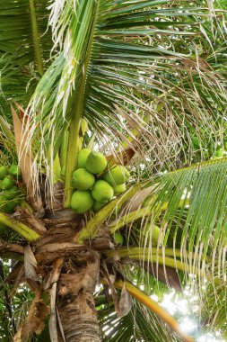 Bir avuç yeşil hindistan cevizi dikey fotoğraf arasında bir palmiye ağacında yetişir.