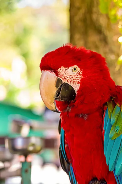 Красочный Красный Попугай Красочными Крыльями Портрет Птицы Размытом Фоне — стоковое фото